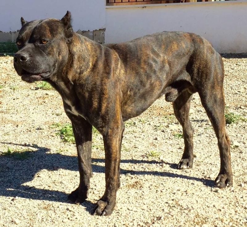 Spanish Bulldog (Alano Español)