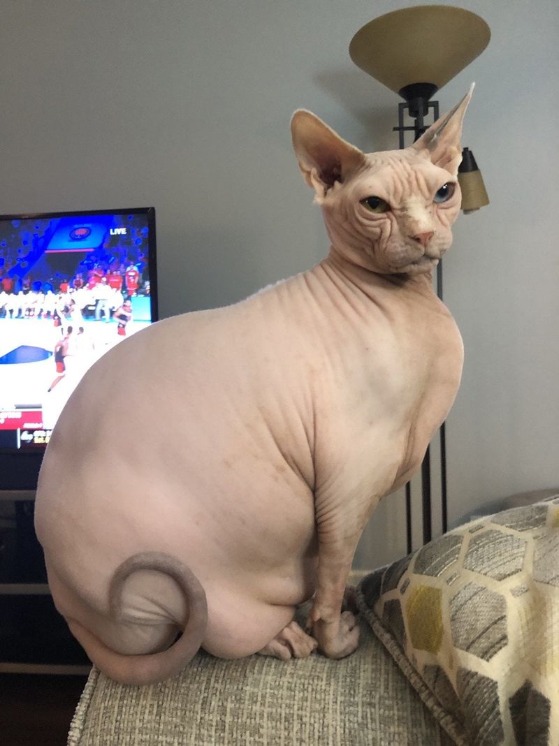 Sphynx