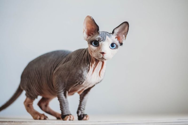 Sphynx