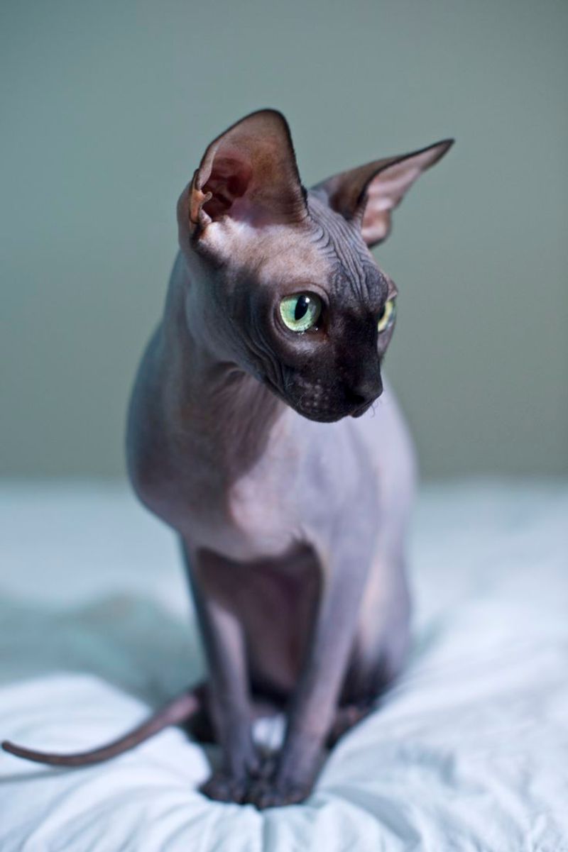 Sphynx