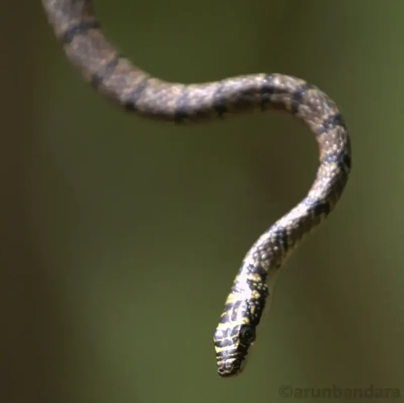 Sri Lankan Flying Snake