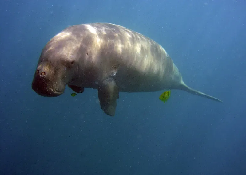 Steller's Sea Cow