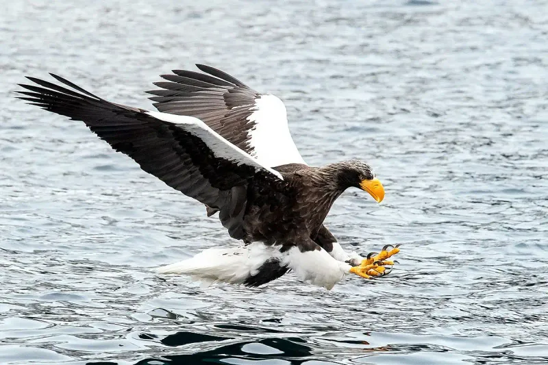 Steller’s Sea Eagle (Haliaeetus pelagicus)