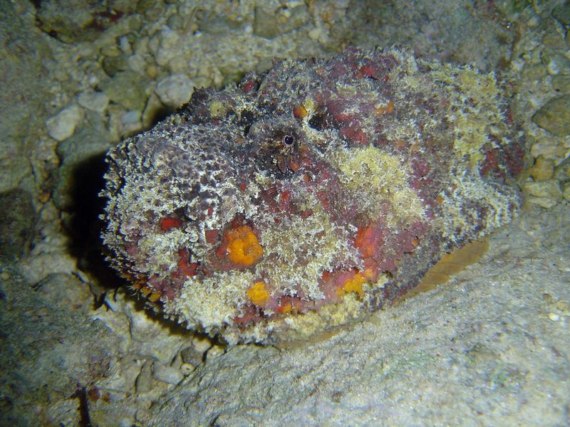 Stonefish