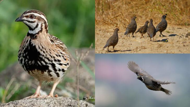 Surprising Facts About Quail That Will Amaze You