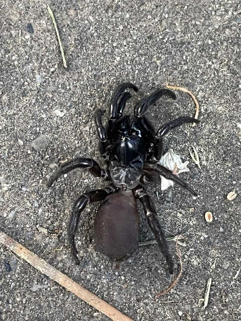 Sydney Funnel-web Spider