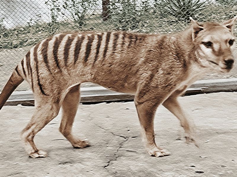 Tasmanian Tiger