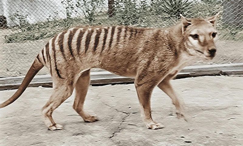 Tasmanian Tiger (Thylacine)