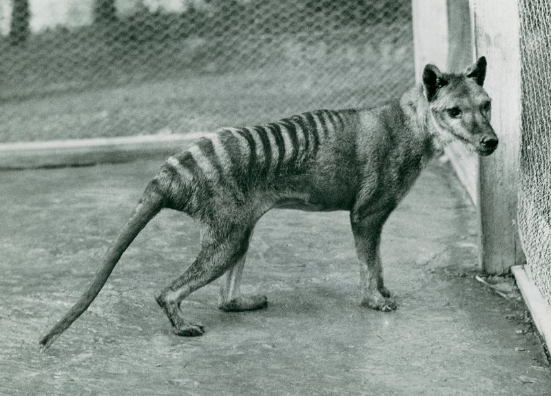 Tasmanian Tiger