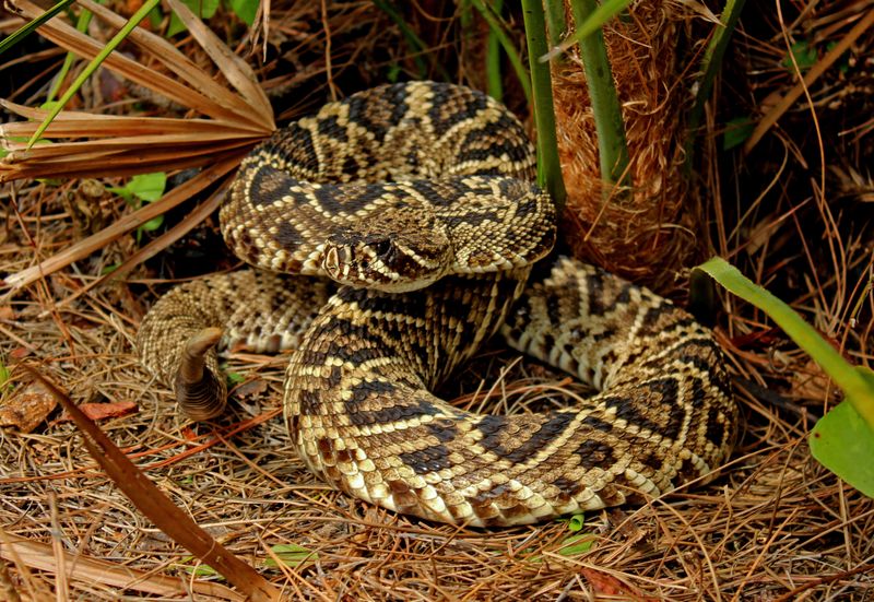 Tennessee - Timber Rattlesnake