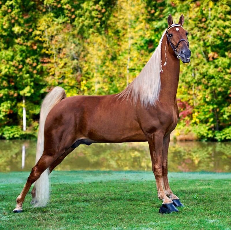 Tennessee Walking Horse