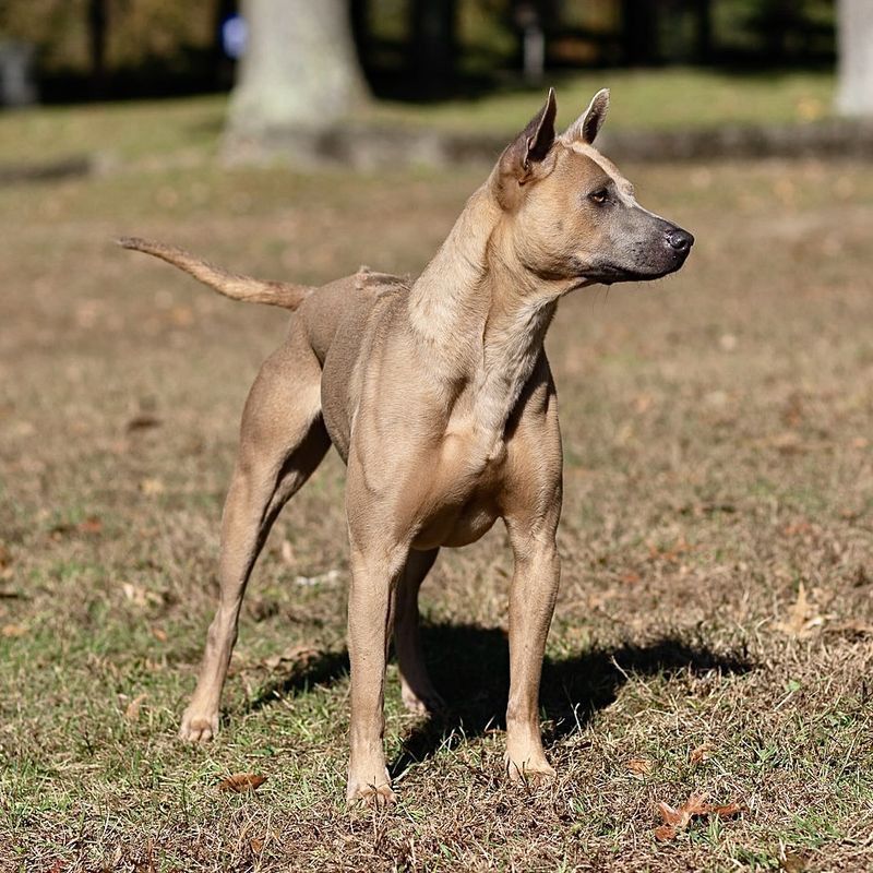 Thai Ridgeback