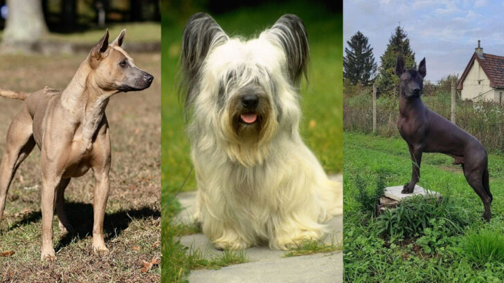 Most Unpopular Dog Breeds That Might Deserve a Second Look