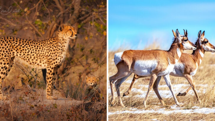 The 9 Fastest Animals That Dominate the Wild