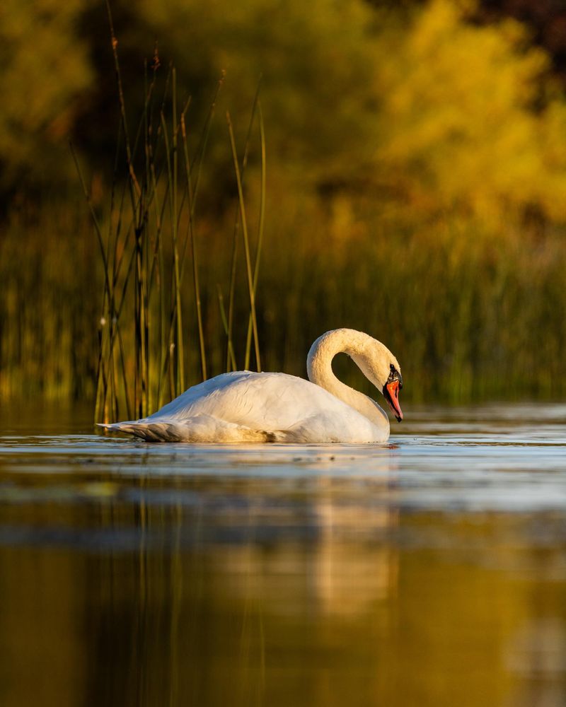 The Majestic Mute Swan