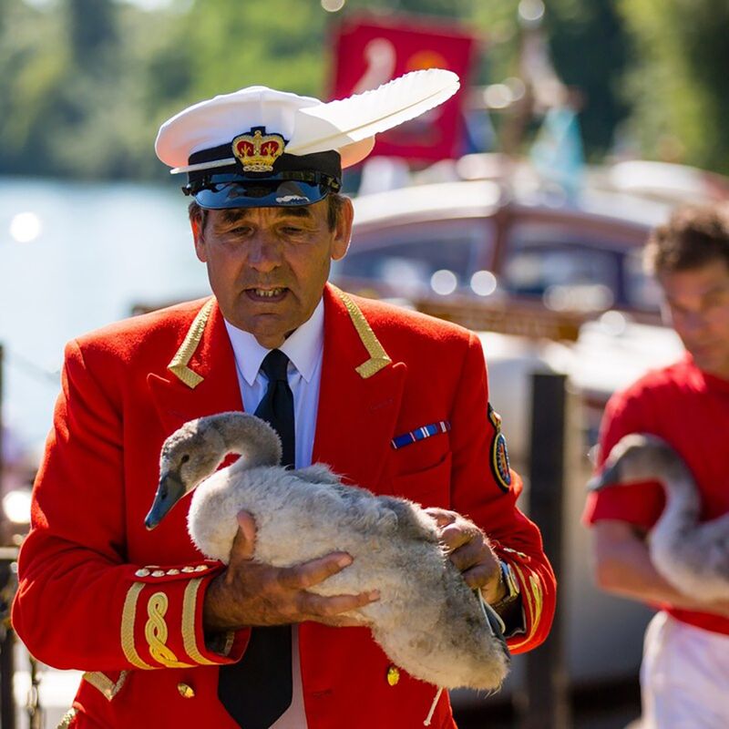 The Royal Swan Upping Tradition