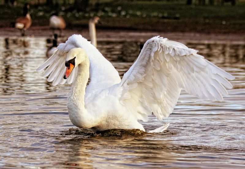 The Significance of Swan Feathers