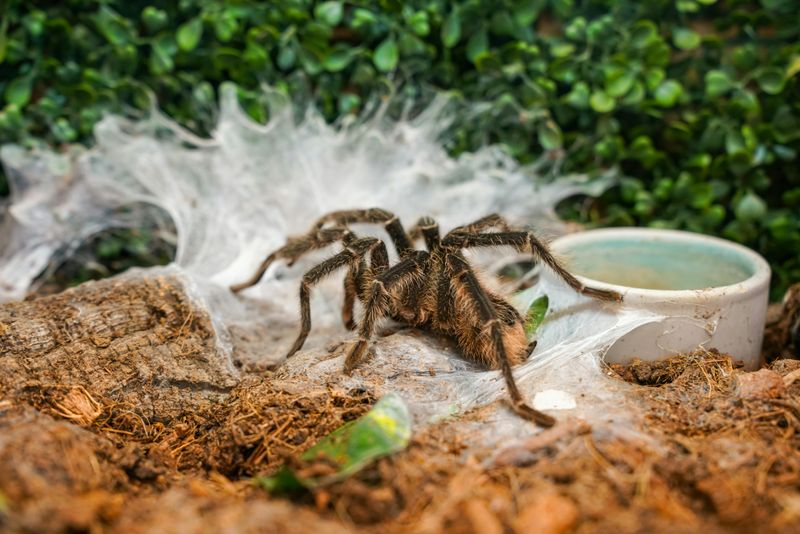 Theraphosa Apophysis