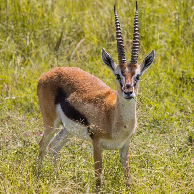 Thomson's Gazelle