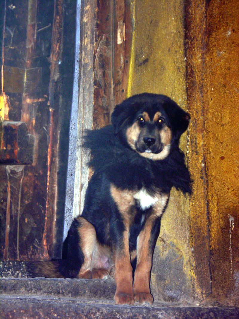 Tibetan Mastiff