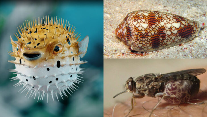 Tiny Yet Deadly Animals That You’re Better Off Staying Away From