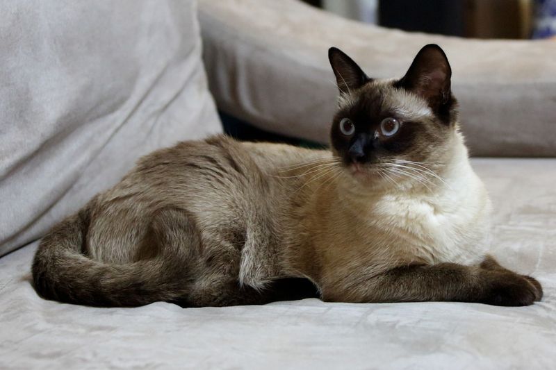 Tonkinese