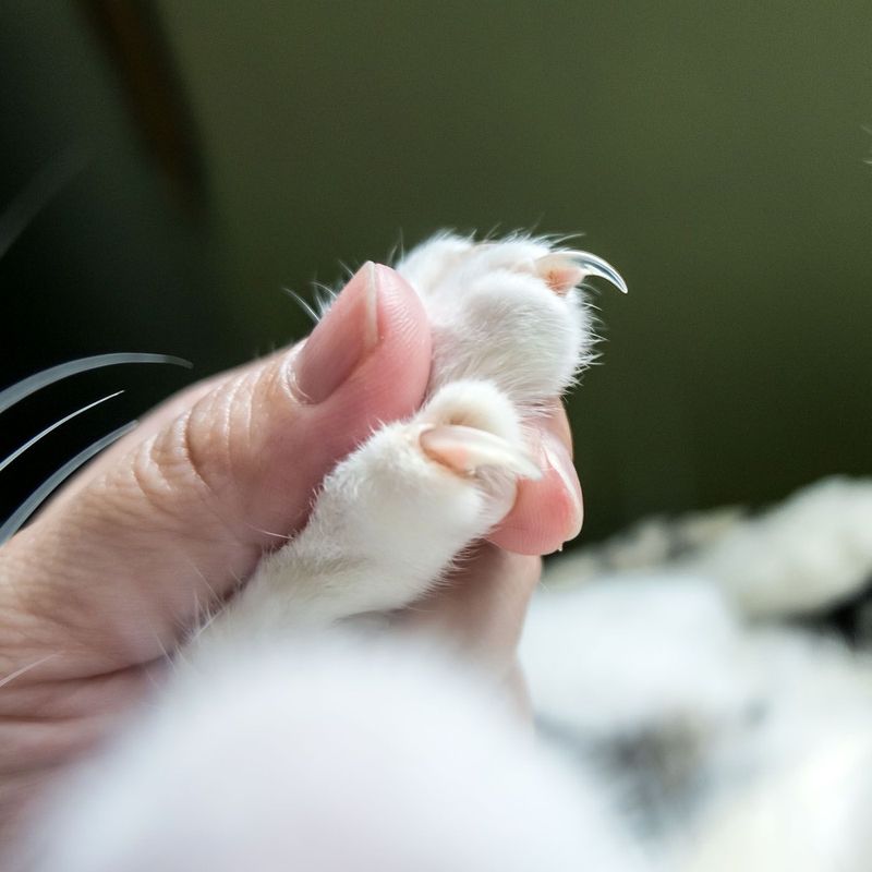 Trim Your Cat's Claws