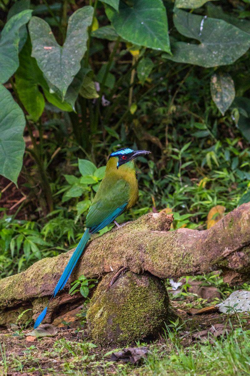 Turquoise-browed Motmot