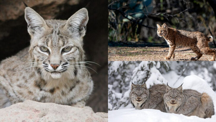 U.S. States Where Bobcats Rule the Wild and Tips to Stay Safe