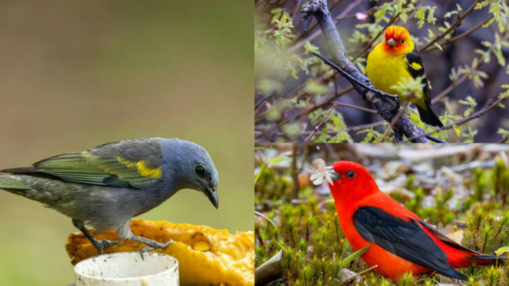 Unique Tanagers That Bring Vibrancy to the Birding World