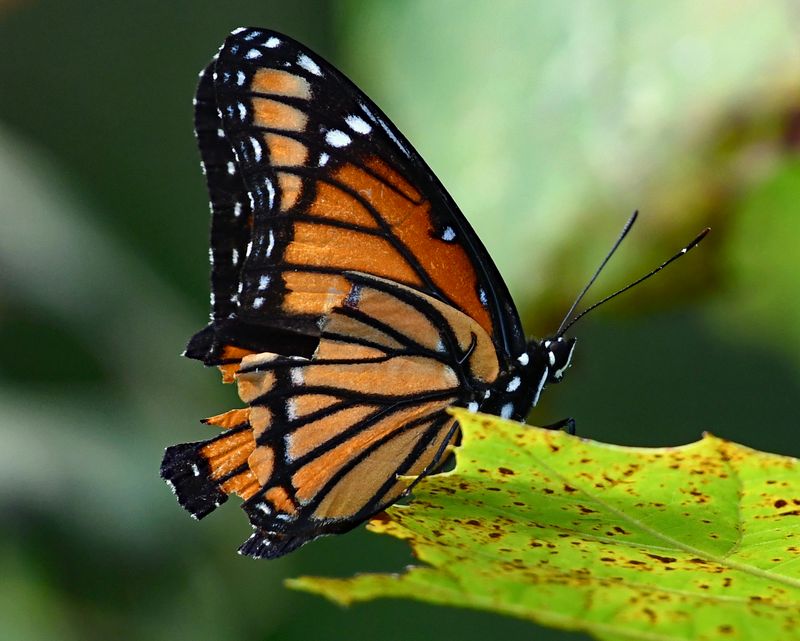 Viceroy Butterfly