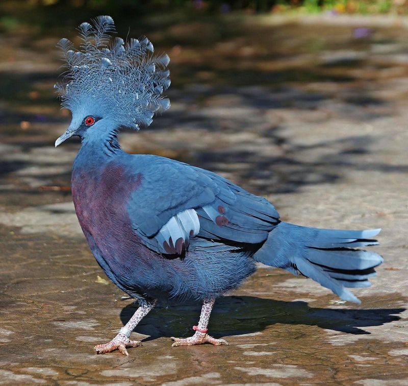 Victoria Crowned Pigeon