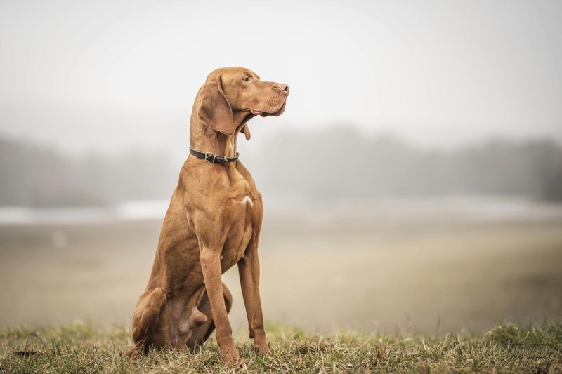 Vizsla