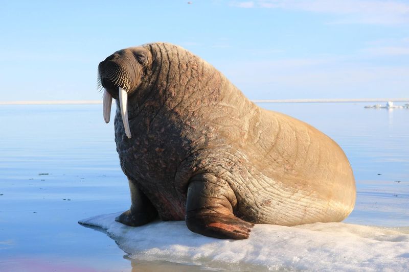 Walrus