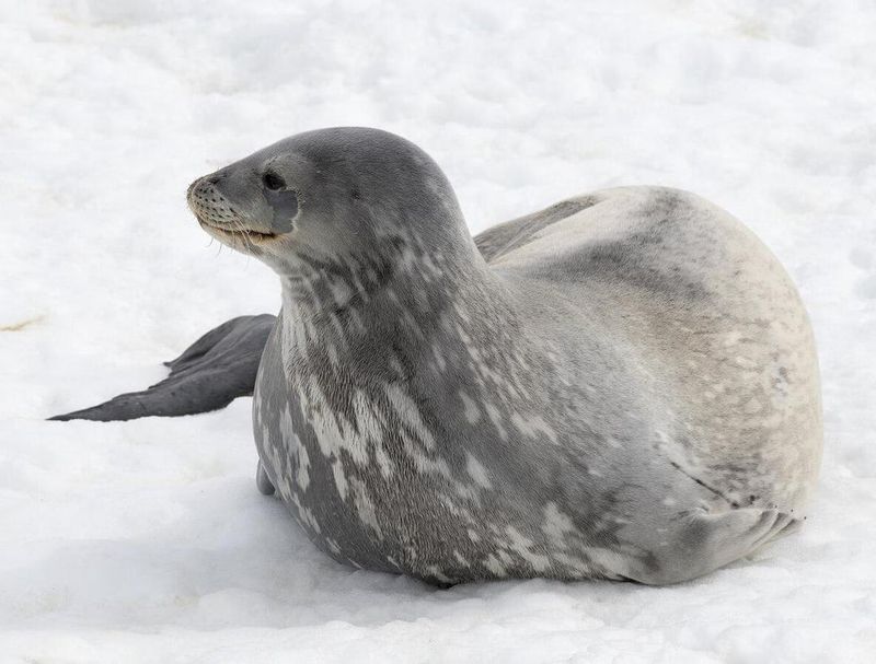 Weddell Seal