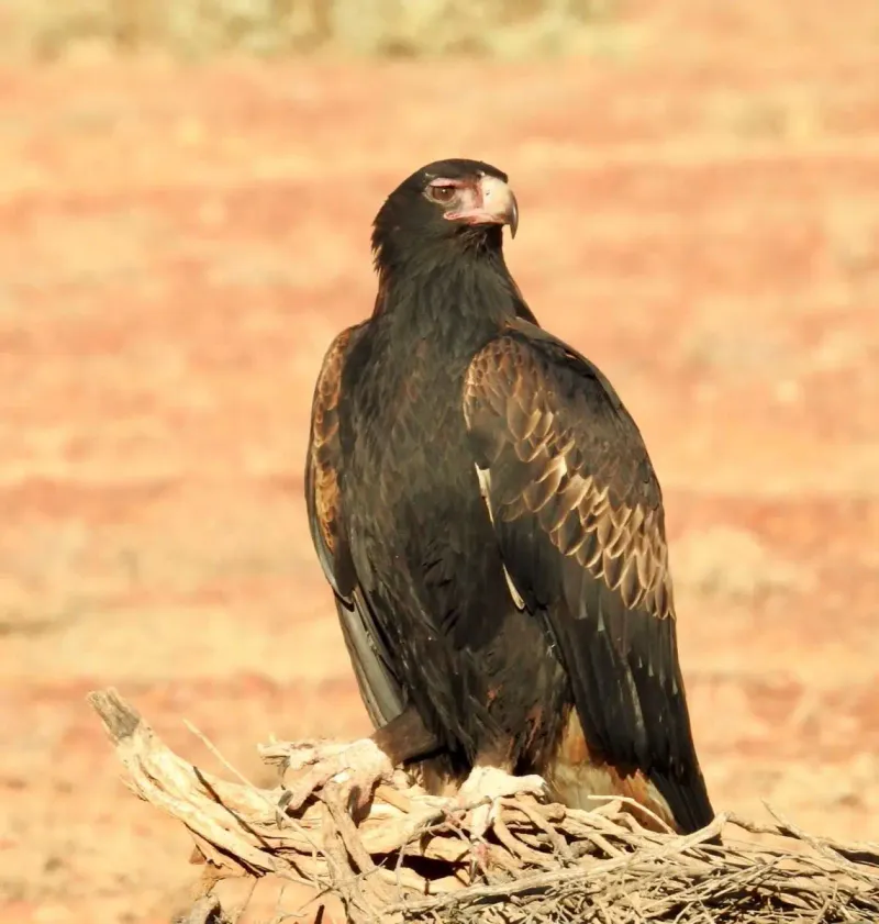 Wedge-tailed Eagle (Aquila audax)