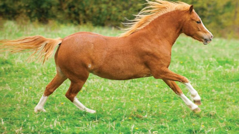 Welsh Mountain Pony