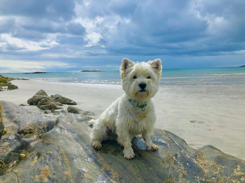 West Highland White Terrier