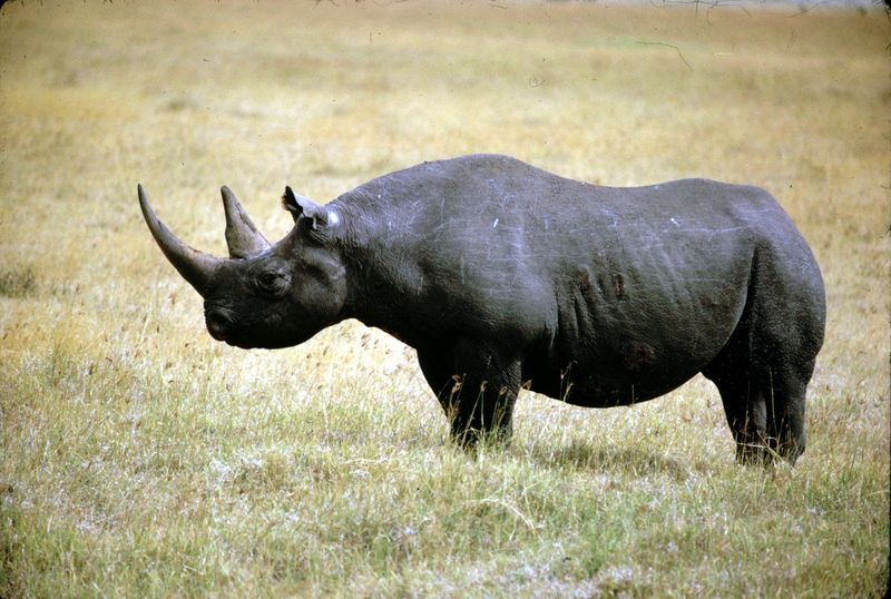 Western Black Rhinoceros