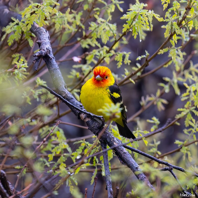 Western Tanager