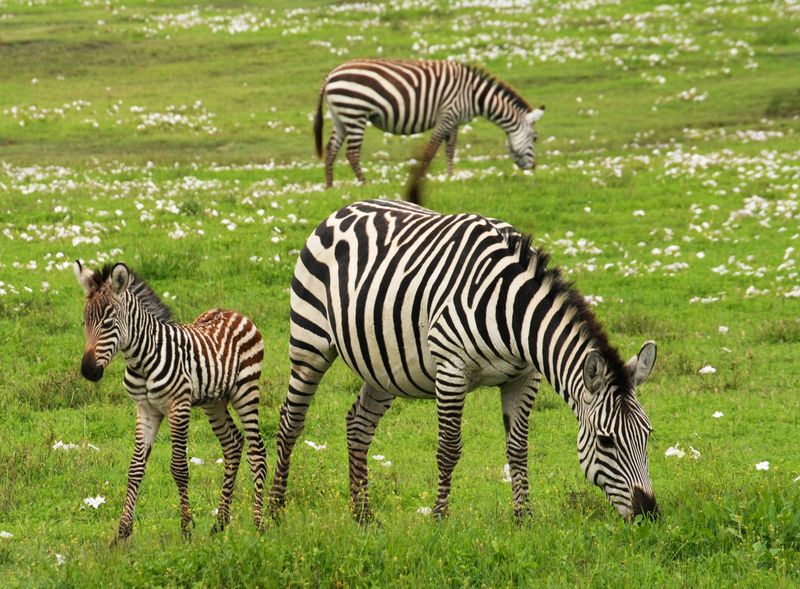 What causes zebra stripes?