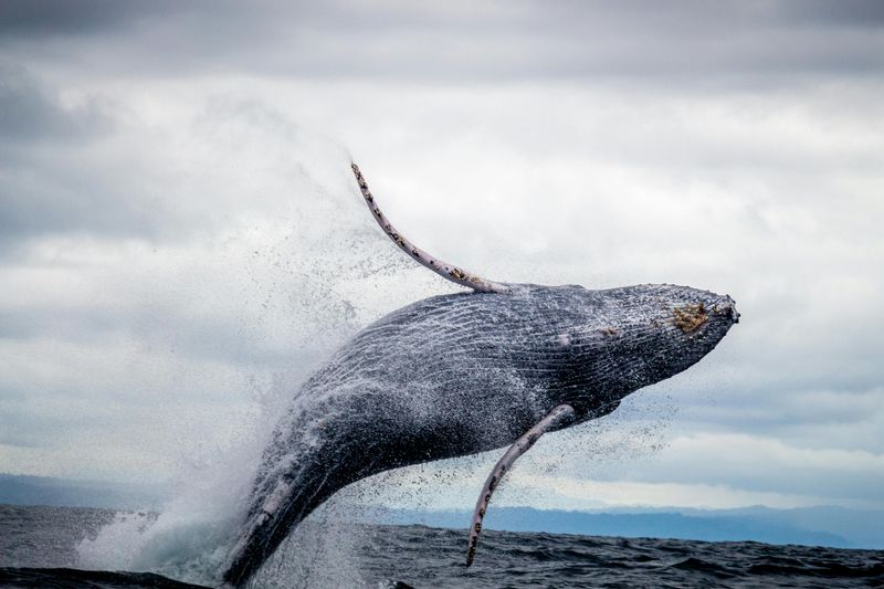 What makes whales the largest mammals?