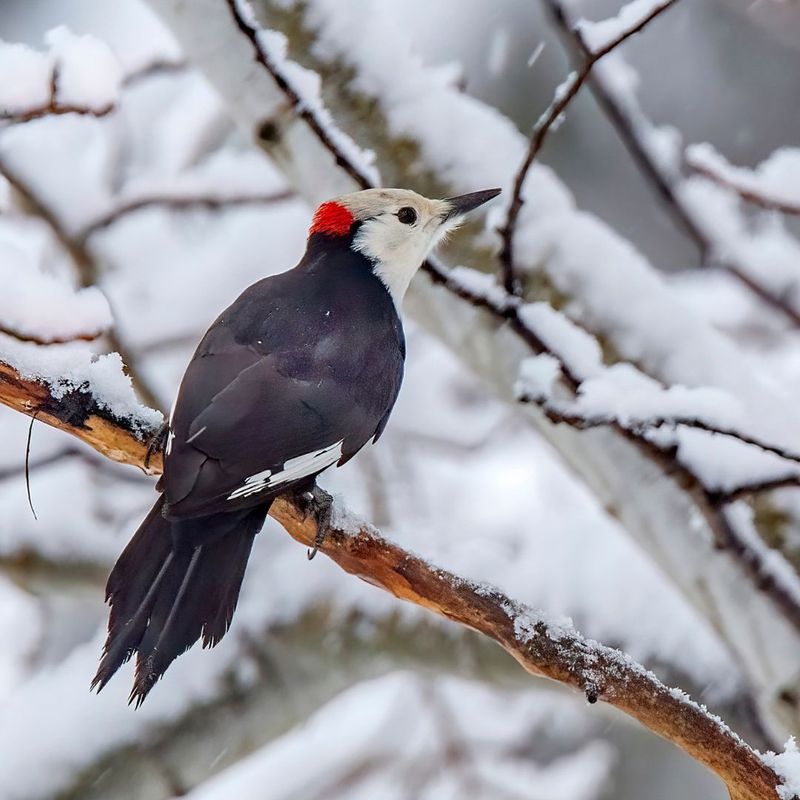 White-headed Woodpecker