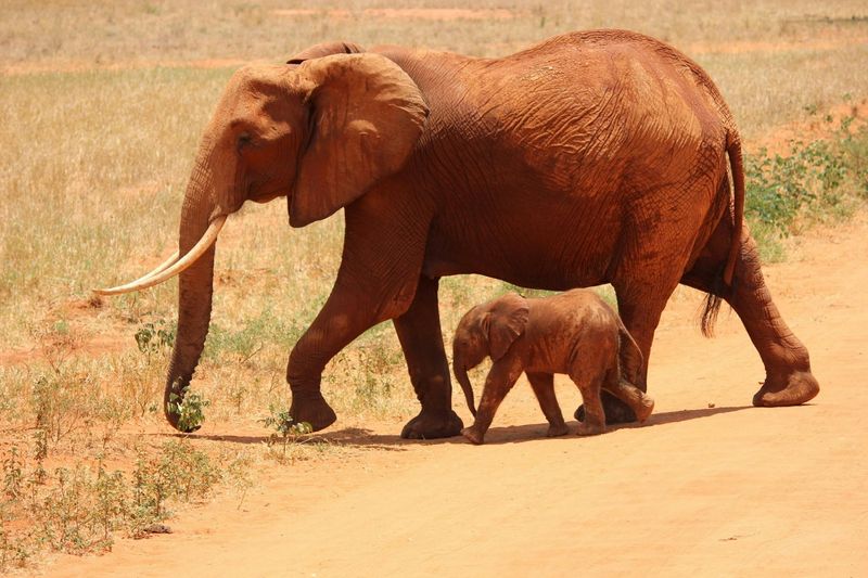 Why are elephants afraid of mice?