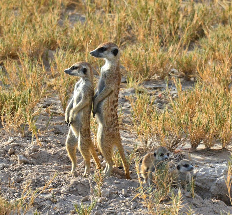 Why do meerkats stand on their hind legs?