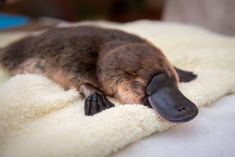 Why do platypuses lay eggs?