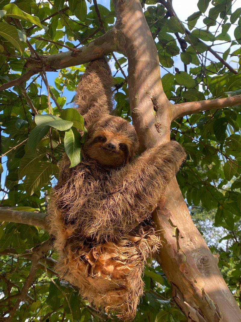 Why do sloths move so slowly?