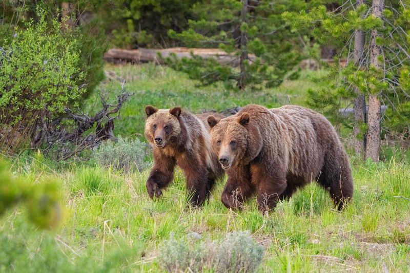 Wyoming - Grizzly Bear