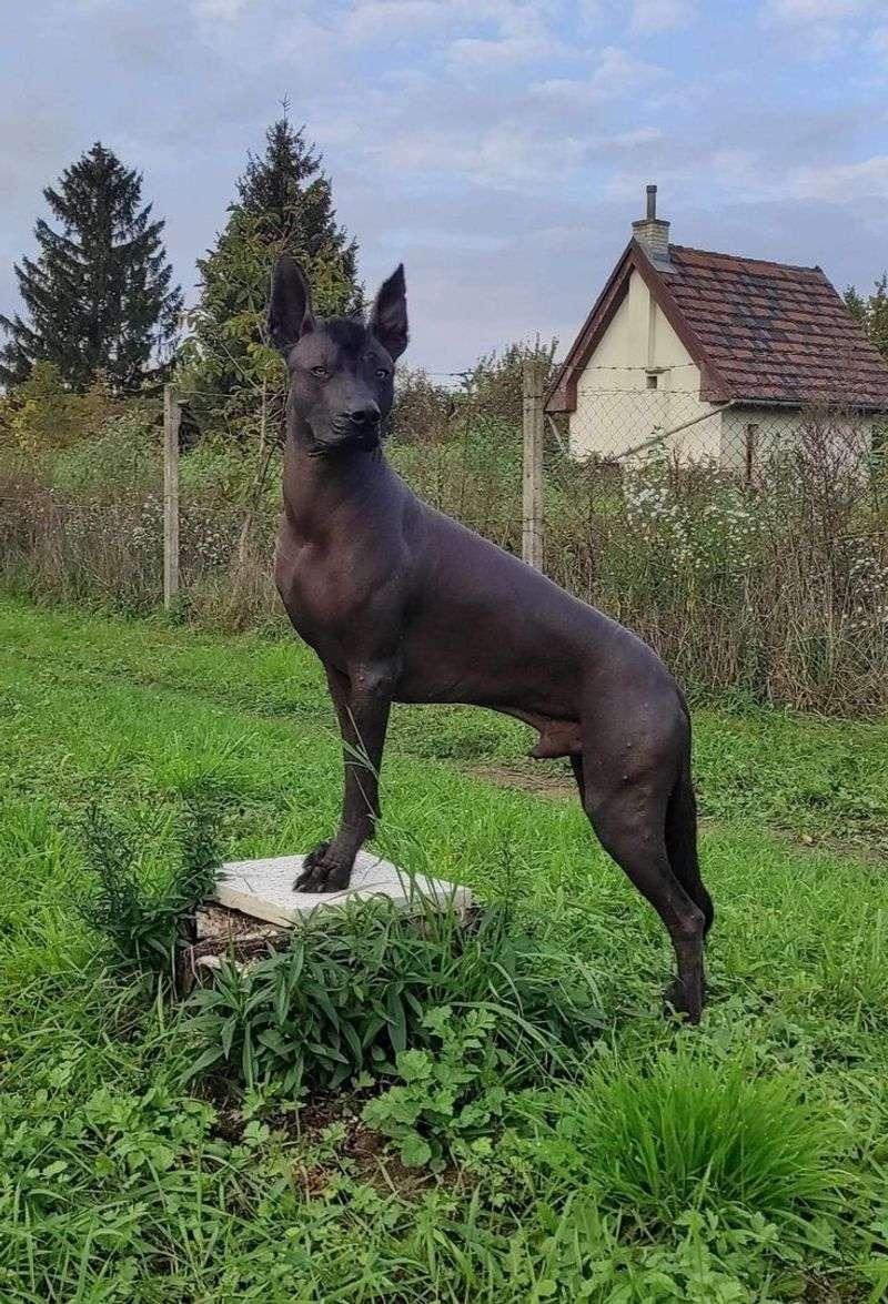 Xoloitzcuintli