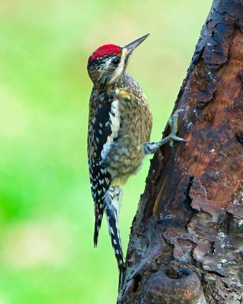 Yellow-bellied Sapsucker